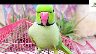 Indian Ringneck Parrot Video Compilation | Ringneck Parrot Talking Video.