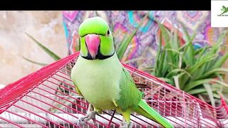 Indian Ringneck Parrot Video Compilation | Ringneck Parrot Talking Video.