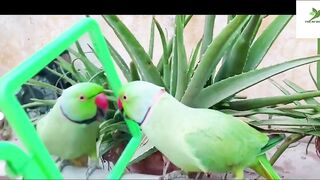 Indian Ringneck Parrot Video Compilation | Ringneck Parrot Talking Video.