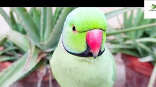 Indian Ringneck Parrot Video Compilation | Ringneck Parrot Talking Video.