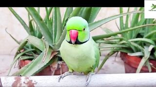 Indian Ringneck Parrot Video Compilation | Ringneck Parrot Talking Video.