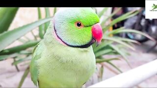 Indian Ringneck Parrot Video Compilation | Ringneck Parrot Talking Video.