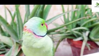 Indian Ringneck Parrot Video Compilation | Ringneck Parrot Talking Video.