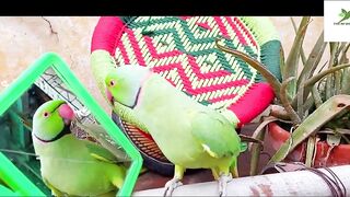 Indian Ringneck Parrot Video Compilation | Ringneck Parrot Talking Video.