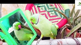 Indian Ringneck Parrot Video Compilation | Ringneck Parrot Talking Video.