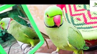 Indian Ringneck Parrot Video Compilation | Ringneck Parrot Talking Video.