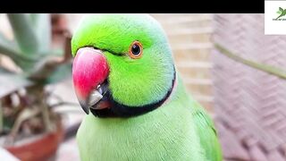 Indian Ringneck Parrot Video Compilation | Ringneck Parrot Talking Video.