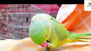 Indian Ringneck Parrot Video Compilation | Ringneck Parrot Talking Video.