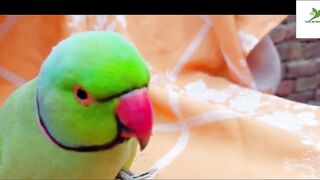 Indian Ringneck Parrot Video Compilation | Ringneck Parrot Talking Video.