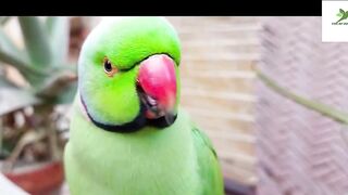 Indian Ringneck Parrot Video Compilation | Ringneck Parrot Talking Video.