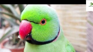 Indian Ringneck Parrot Video Compilation | Ringneck Parrot Talking Video.