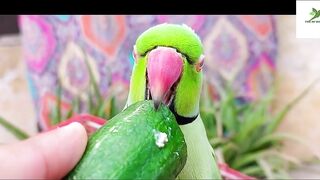 Indian Ringneck Parrot Video Compilation | Ringneck Parrot Talking Video.