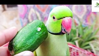 Indian Ringneck Parrot Video Compilation | Ringneck Parrot Talking Video.