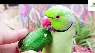 Indian Ringneck Parrot Video Compilation | Ringneck Parrot Talking Video.