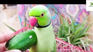 Indian Ringneck Parrot Video Compilation | Ringneck Parrot Talking Video.