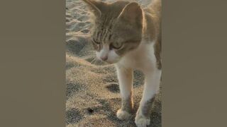 beautiful cat from the beach #cat #cute #shorts