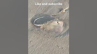 Atlantic Beach North Carolina , stingray on the beach , surf fishing ????????????????