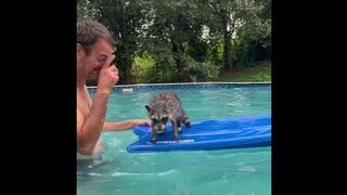 Surfing Raccoon! #wildlife #2023 #kevin #baby #raccoon #water #surf #beach #animals #cute #rescue