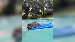 Surfing Raccoon! #wildlife #2023 #kevin #baby #raccoon #water #surf #beach #animals #cute #rescue