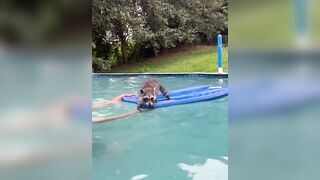 Surfing Raccoon! #wildlife #2023 #kevin #baby #raccoon #water #surf #beach #animals #cute #rescue