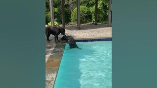 Funny Pup Annoyed By Swimming Brother!