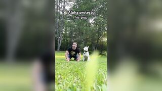 Daddy protect his pup #dog #funnycute #funny #cute #puppy #wolf #shorts