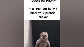 Funny #memes | this dog is BUFF ???? ????