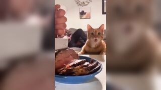 Funny animals 2023???? - Funniest Cats and Dogs Video????????259 #shorts