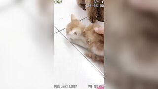 Lucky 81 pet thú cưng # shorts # funny