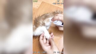 Lucky 81 pet thú cưng # shorts # funny