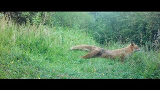 Dog fox stretching