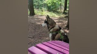 #husky #shorts #cute #kawaii #wolf #dogs #tiktok #animals #pet #tier #hund #hunde #süß #foryou #fy