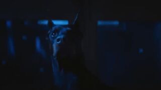 Dogman (Trailer)