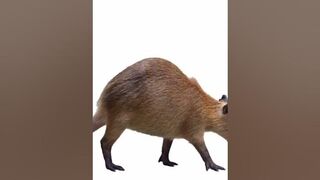 Capybara twerk (free ton use)#memes #meme #funny #capybara