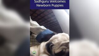 Sadhguru Meets the New Puppies at Isha Yoga Center