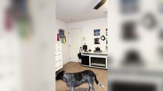 My dog was FROZEN ???? (TikTok): Lizzytharris