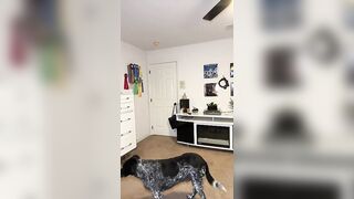 My dog was FROZEN ???? (TikTok): Lizzytharris