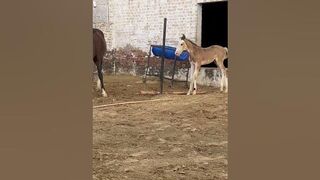 Rainy day enjoying #horsephotography #horselover #horse #horseriding #studfarm #compilation #marwadi