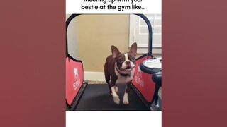 Funny French Bulldogs Run on Treadmill Together!