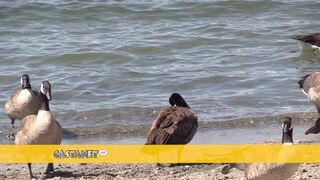 Geese packing the beach