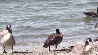 Geese packing the beach