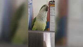 Super Cute And Funny Parrots #21