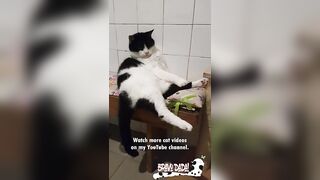 Yoga Cat - Funny Cats - Bravo Dada! #Shorts