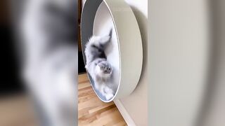 Funny animals 2023???? - Funniest Cats and Dogs Video????????276 #shorts