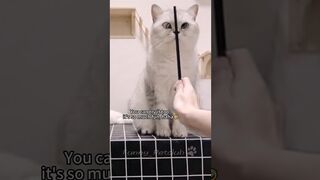 Funniest cats????In The World???? Funny and Fails Pets Video #shorts #66 #cats #funny #animals