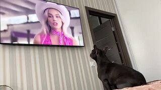 Barbie | Cute Bulldog reaction to the trailer ????
