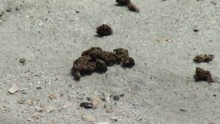 FL: Marijuana washes ashore on Florida beach