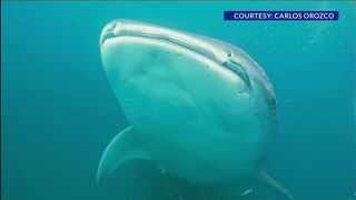 30-foot whale shark spotted in Panama City Beach