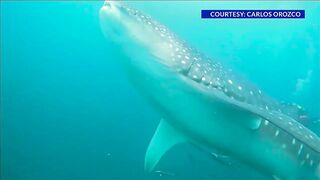 30-foot whale shark spotted in Panama City Beach