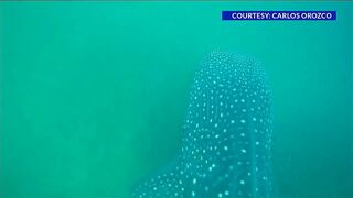 30-foot whale shark spotted in Panama City Beach